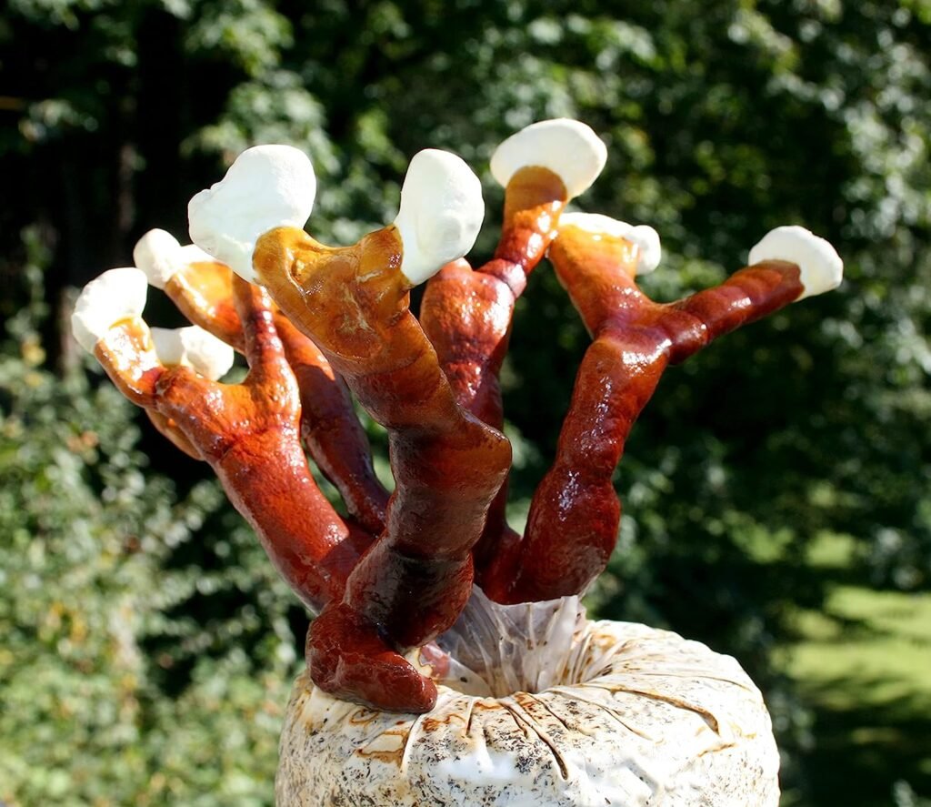 Antler Reishi (Ganoderma multipilium)