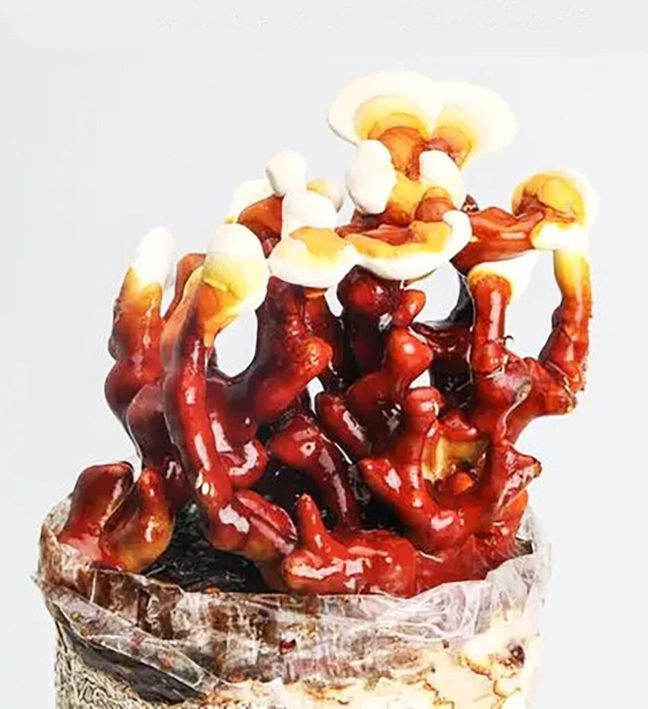 Antler Reishi (Ganoderma multipilium)