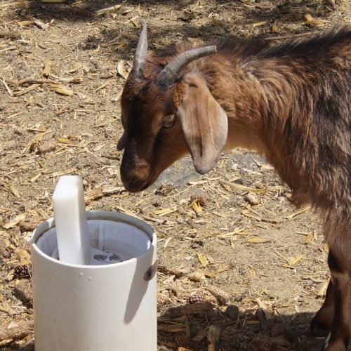 What is a Goat Waterer and How Much Water Do Goats Need Benefits of Using a Goat Waterer