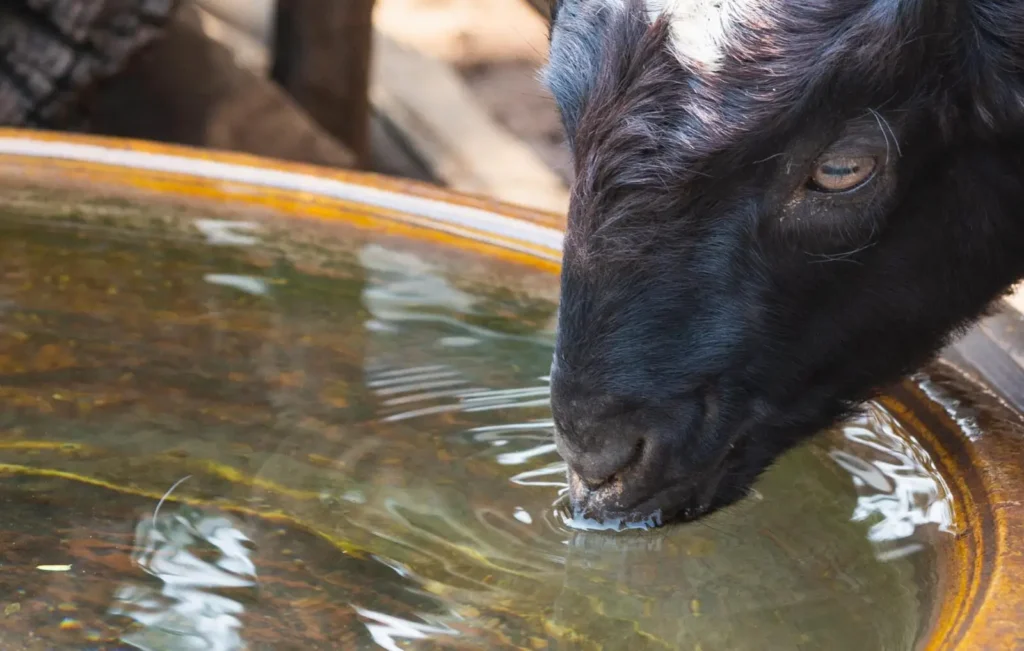 What is a Goat Waterer and How Much Water Do Goats Need Installation and Maintenance of Goat Waterers