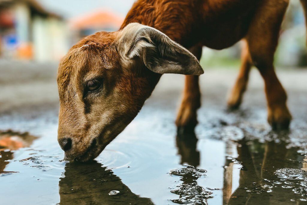 What is a Goat Waterer and How Much Water Do Goats Need Managing Water in Different Goat Farming Systems