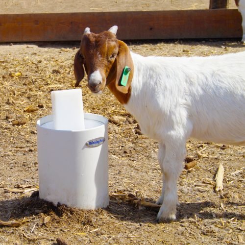 What is a Goat Waterer and How Much Water Do Goats Need Promoting Goat Health through Proper Hydration